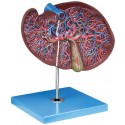 HUMAN LIVER (GIANT)